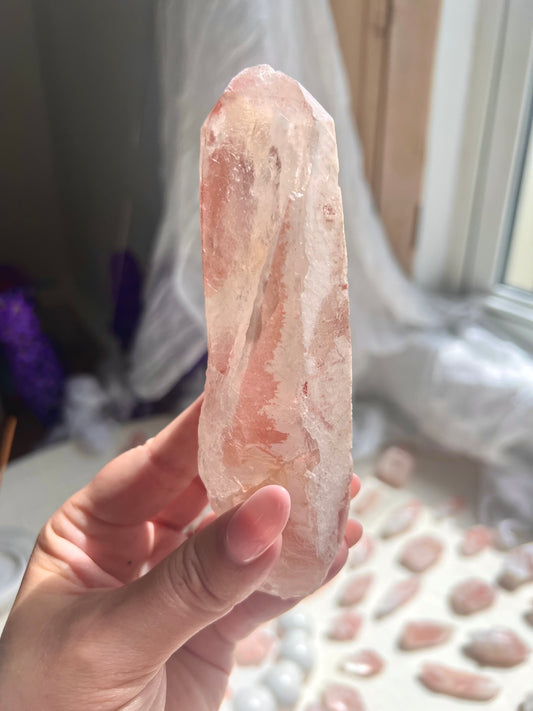 Largest Pink Dreamsicle - The Queen