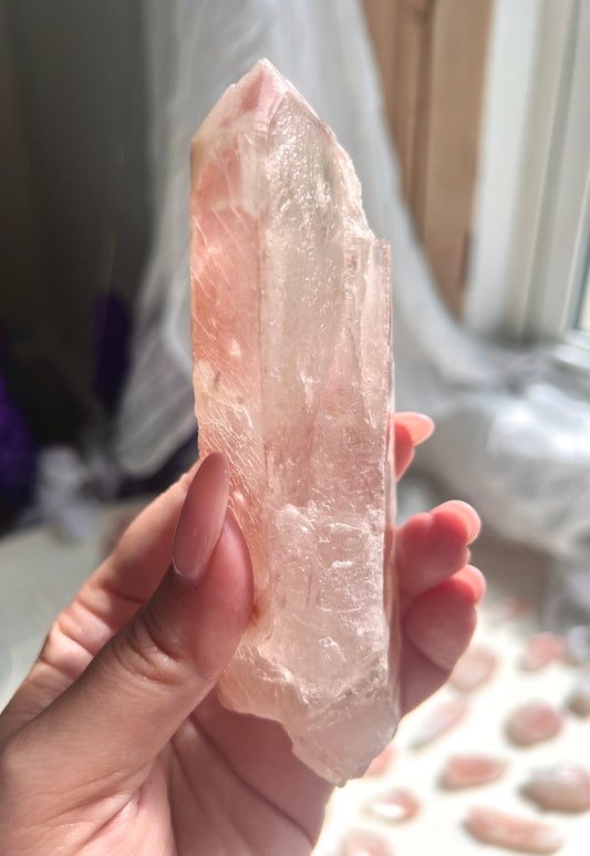 Largest Pink Dreamsicle - The Queen